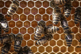 What Equipment And How Much is Needed For Beekeeping
