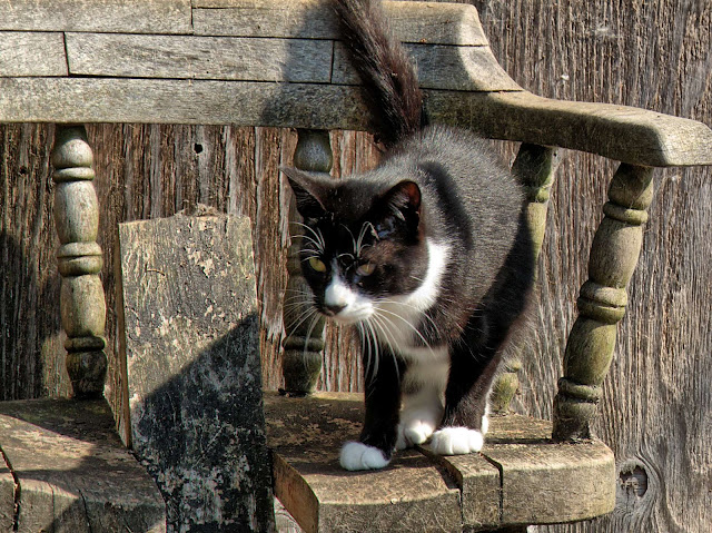 Squeaky, the adoptable tuxedo cat, perched on a very old chair in the sun
