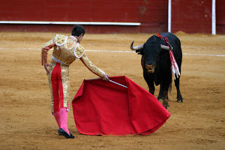 adu banteng spanyol