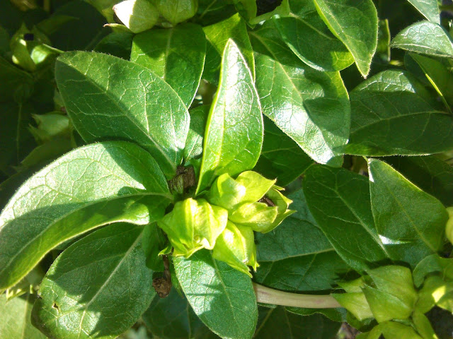 mirabilis jalapa