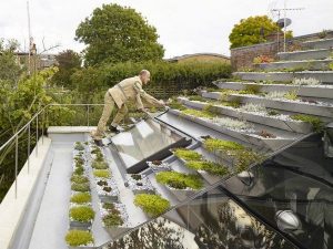 Garden In Rooftop 1