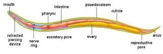 Nemathelminthes.