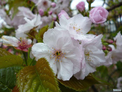 雨の桜