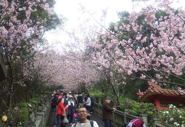 Taipei cherry blossoms