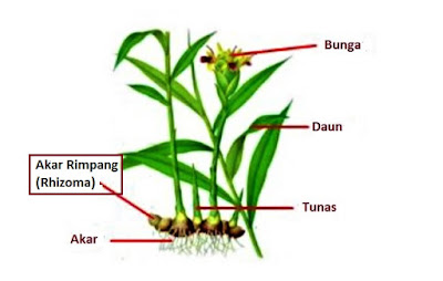  Salah satu ciri dari makhluk hidup adalah berkembang biak 2+ Cara Perkembangbiakan Tumbuhan (Gambar Lengkap)