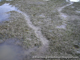 Dugong (Dugong dugon) feeding trail