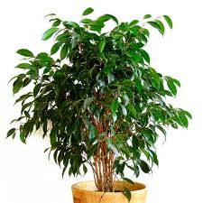 descontaminar aire plantas ficus