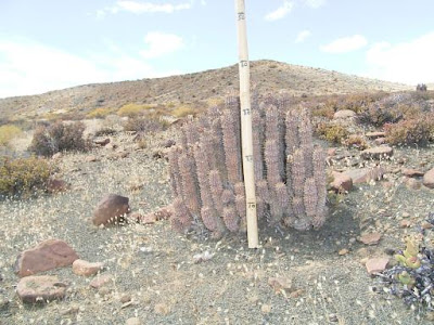 Hoodia gordonii sample 07