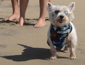 the annual Surf City Surf Dog competition