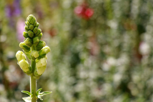 Lupine Flower by professional Photo Blogger