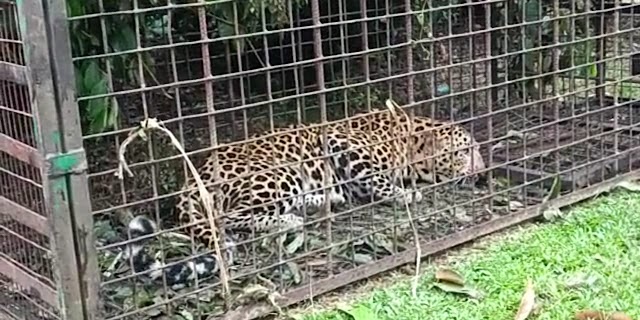 Leopard caged in Margherita Namdang