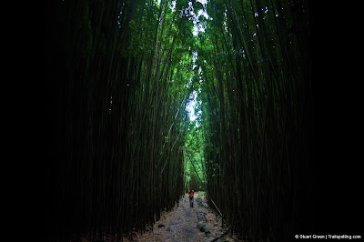 Hiker walking through bamboo forest