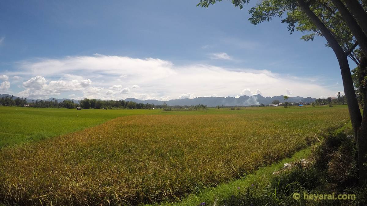 hamparan sawah perjalanan ke Istana Pagaruyung