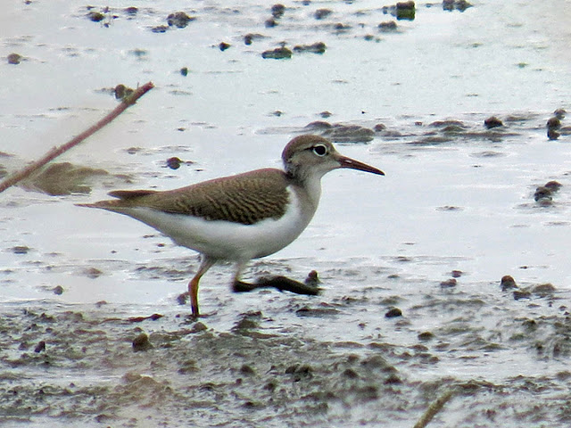 Juvenile Spotted Sandpiper