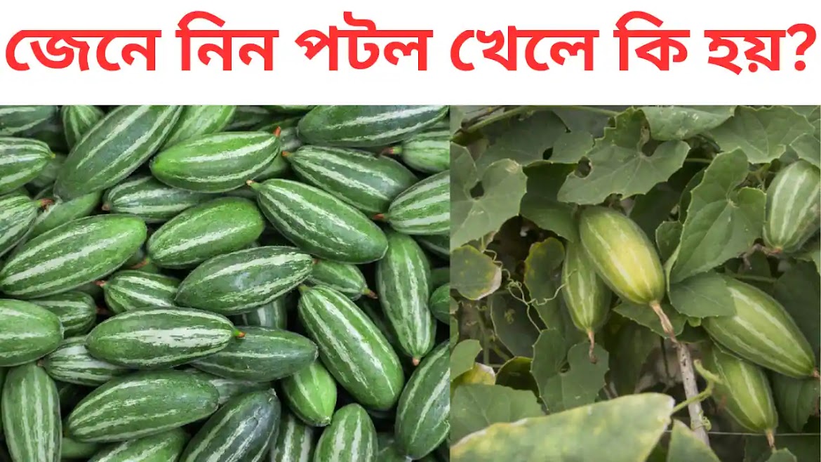 জেনে নিন পটল খেলে কি হয়? Health Benefits Of Patol