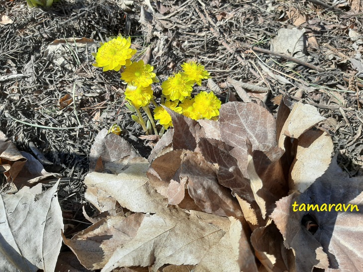 Адонис амурский (Adonis amurensis)