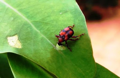 Kumbang sedang makan jaringan daun