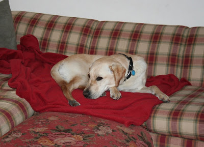 Cabana laying on a red fleece blanket on our plaid sectional couch 