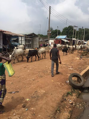 Fulani Herdsmen And Their Cattle Take Over Durumi,Abuja(PHOTOS) 