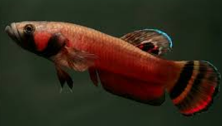 Betta Macrostoma