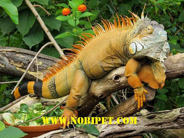 ban-iguana-reptiles-rong-nam-my-gia-re-da-nang-1