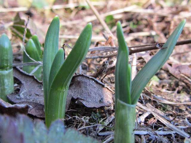 Sviluppo Foglie Narciso