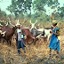 Fulani herdsmen allegedly kill 3 people in Rivers and Delta state