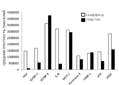 Секреция ангиогенных факторов МСК на пластике и в скаффолде