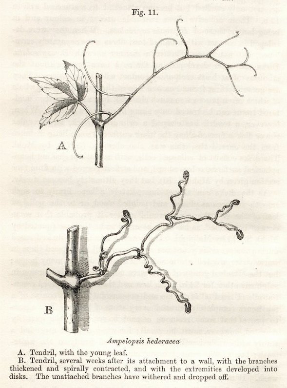 Чарлз Дарвин (англ. Charles Robert Darwin, 1809-1882 гг.) в своей книге «Движения и привычки лазящих растений»