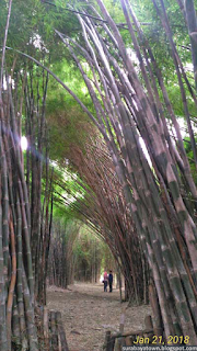 Kebun Bambu Keputih Surabaya