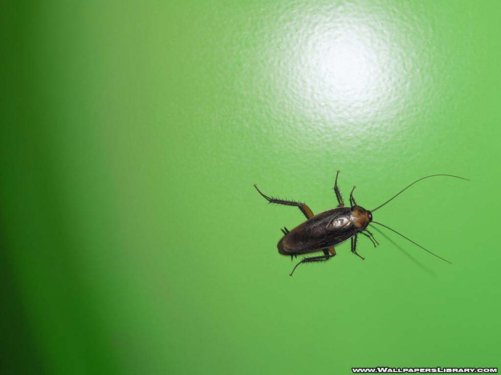 bug wallpaper