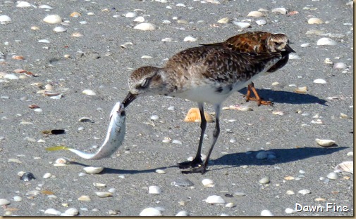 Beach walks sanibel_090