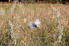 Autumn milkweed