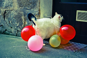 cat with balloons, funny cat pictures, funny cats