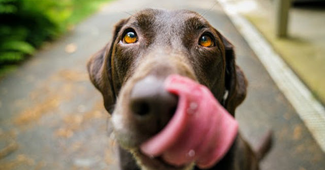 Can Dogs Eat Salt? Is Salt Safe For Dogs?