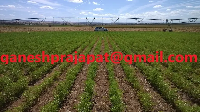 Guar gum seed cultivation  and guar gum processing consultancy, Guar gum seed cultivation consultancy, guar gum processing consultancy, Guar, guar gum, guar gum and slick water, Guar gum price, Guar gum export,  guar gum news, NCDEX guar gum price, Guar gum report, guar seed production, guar gum consultant, guar seed export, guar gum export from india 2017-2018 , guar, guar gum, guar gum news, Guar gum export-2017-2018, Guar gum export-from India during 2017-2018, Guar gum export data -2017-2018, Guar gum rate , NCDEX guar gum price,  guar gum export-2017, guar gum export-2018, guar gum demand-2017, guar gum demand-2018, guar gum production, guar gum cultivation, guar gum cultivation consultancy, Guar, guar gum, guar price, guar gum price, guar demand, guar gum demand guar seed production, guar seed stock, guar seed consumption, guar gum cultivation, guar gum cultivation in india, Guar gum farming, guar gum export from india, Fundamentally Guar seed and guar gum are very strong , Guar, guar gum, guar price, guar gum price, guar demand, guar gum demand, guar seed production, guar seed stock, guar seed consumption, guar gum cultivation, guar gum cultivation in india, Guar gum farming, guar gum export from india , guar seed export, guar gum export, guar gum farming, guar gum cultivation consultancy, today guar price, today guar gum price, ग्वार, ग्वार गम, ग्वार मांग, ग्वार गम निर्यात 2017-2018, ग्वार गम निर्यात -2018, ग्वार उत्पादन, ग्वार कीमत, ग्वार गम मांग