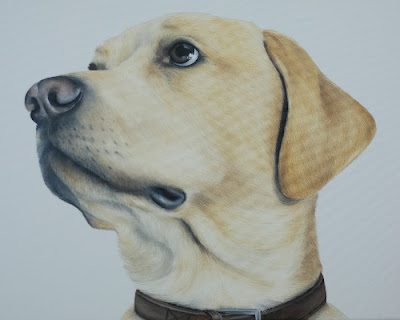 Pet Portrait Labrador Oil on canvas