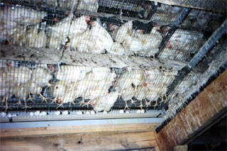 Laying hens stuffed into battery cages, where they can't stretch out or lie down