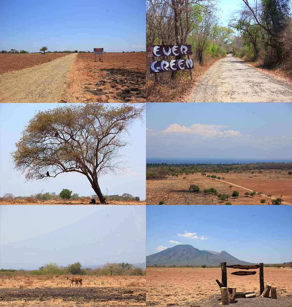 Wisata Taman Nasional Baluran  di  Jawa  Timur  Kamera Budaya