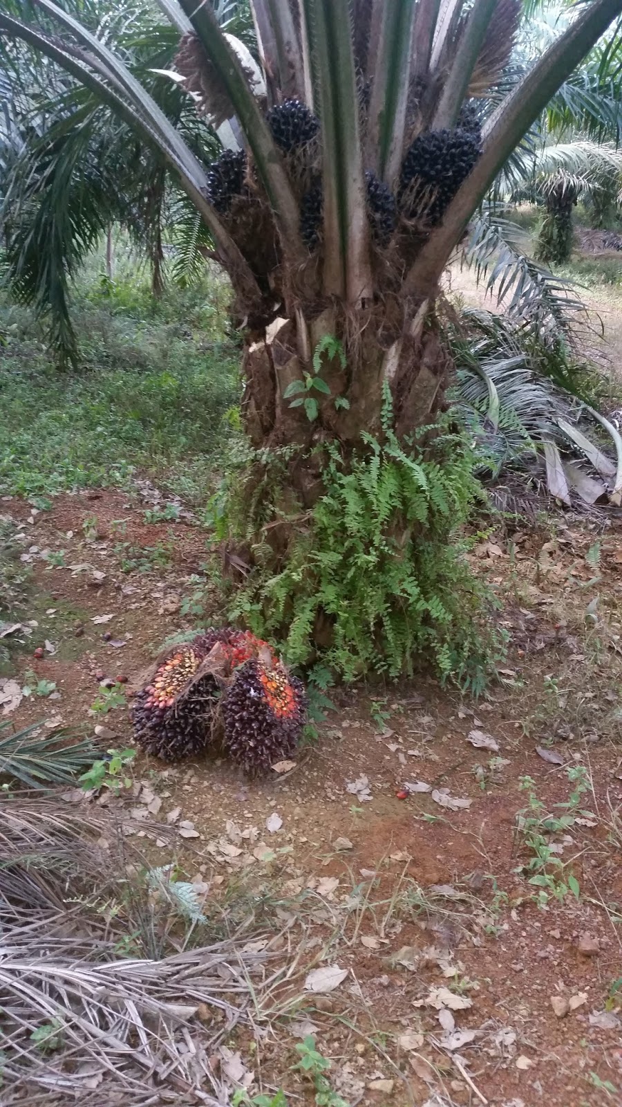 Warisan Petani Kebun Kelapa  Sawit 3 Menuai Buah 