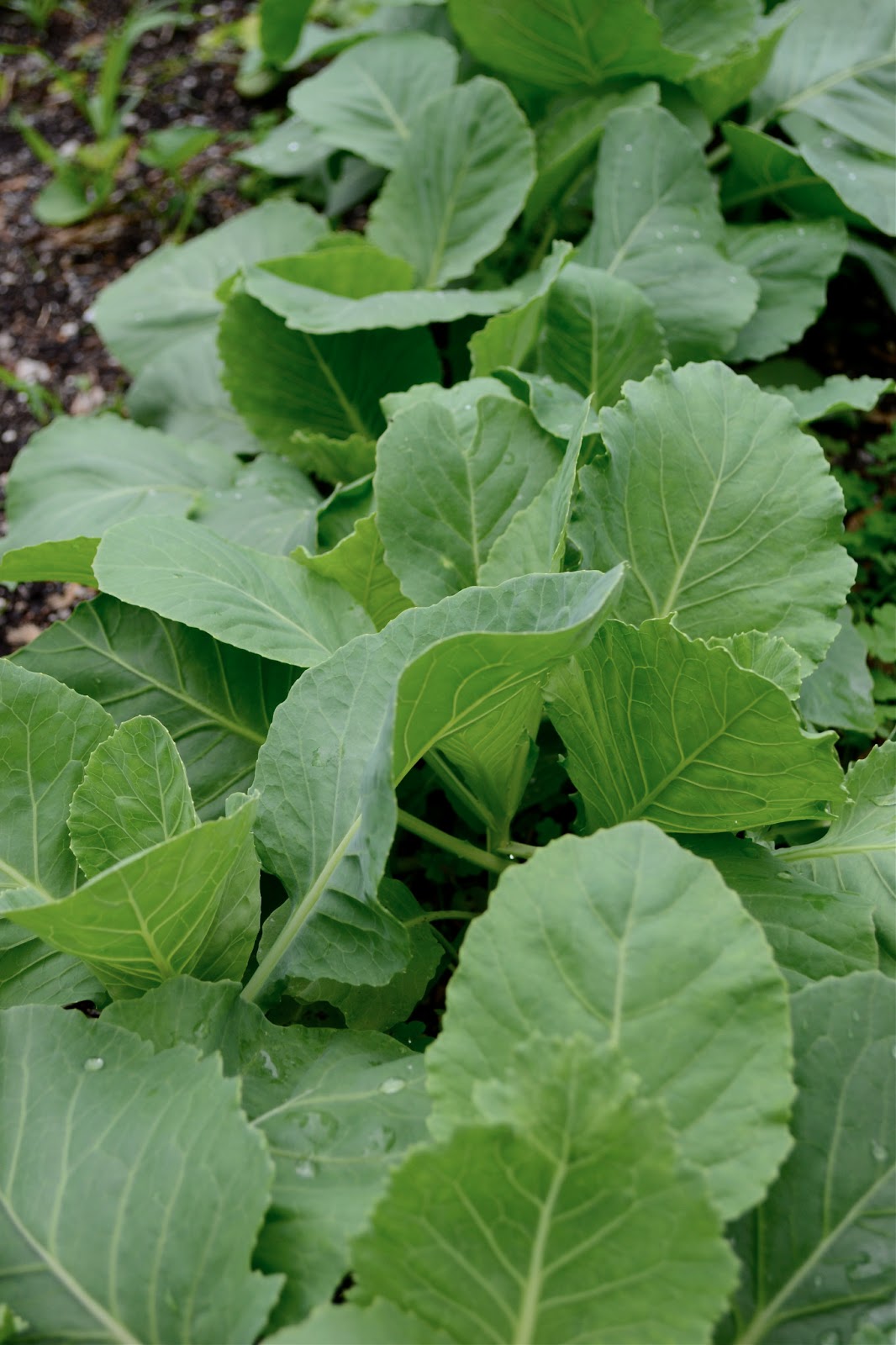Early Jersey green cabbage growing