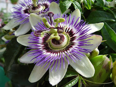 Indoor Flowering Plants