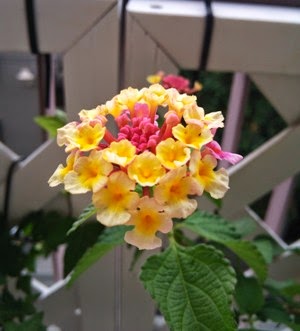 20130629-DSC_0037.JPG