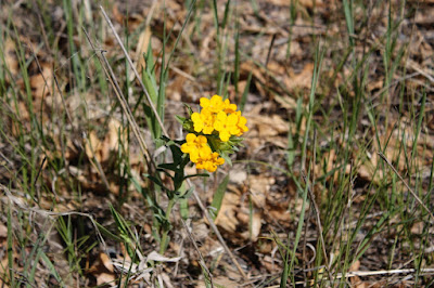 hoary puccoon in bloom, late May