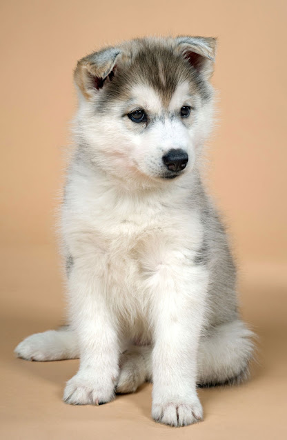 A cute Siberian Husky sits and looks thoughtful