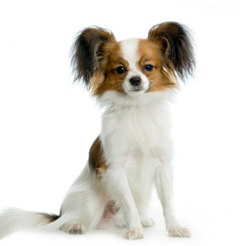 Ear Infections in Dogs