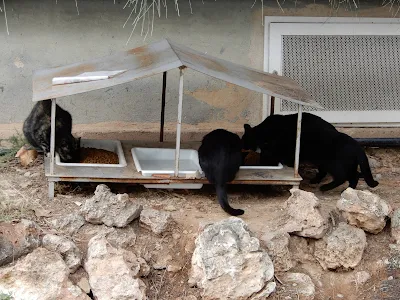 バレンシア大学(Universitat de València)の猫の餌場