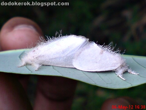 Euproctis virguncula Walker, 1855