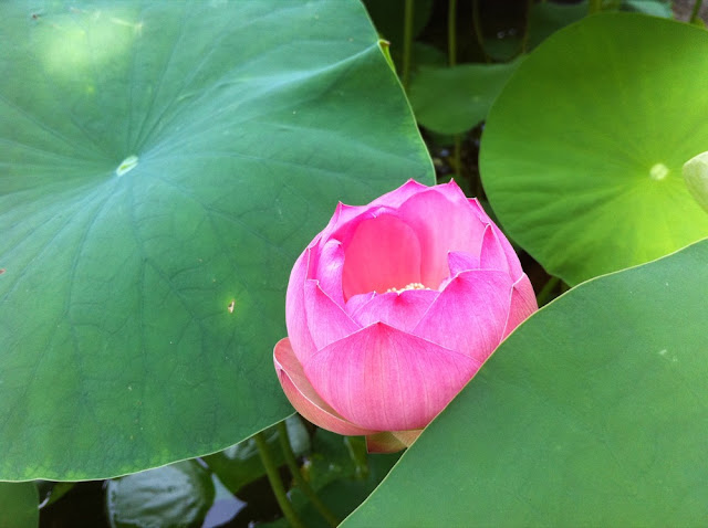 蓮の花の写真