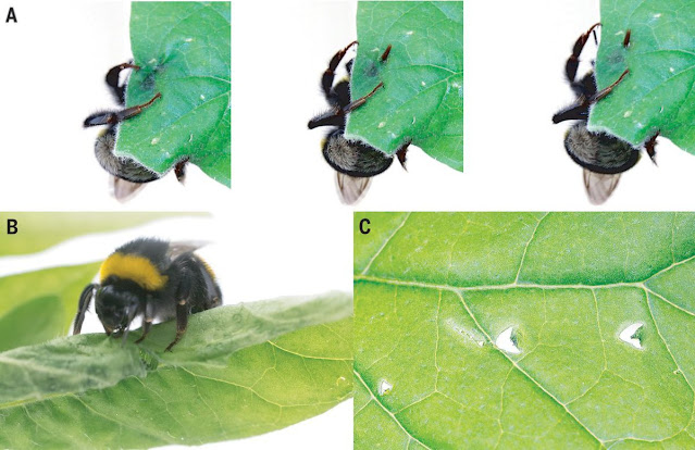 Lebah  melubangi daun dengan probosis dan mandibula